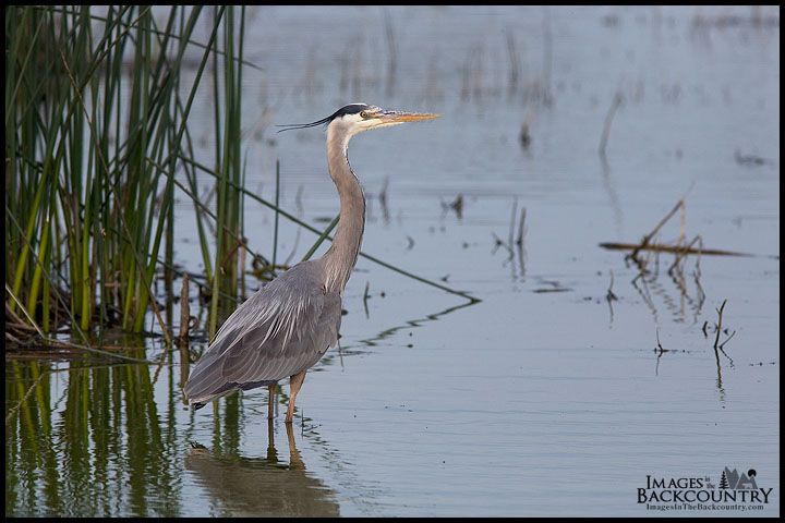 Great Blue Heron