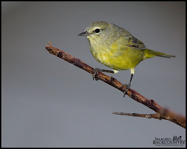 Orange-crowned Warbler