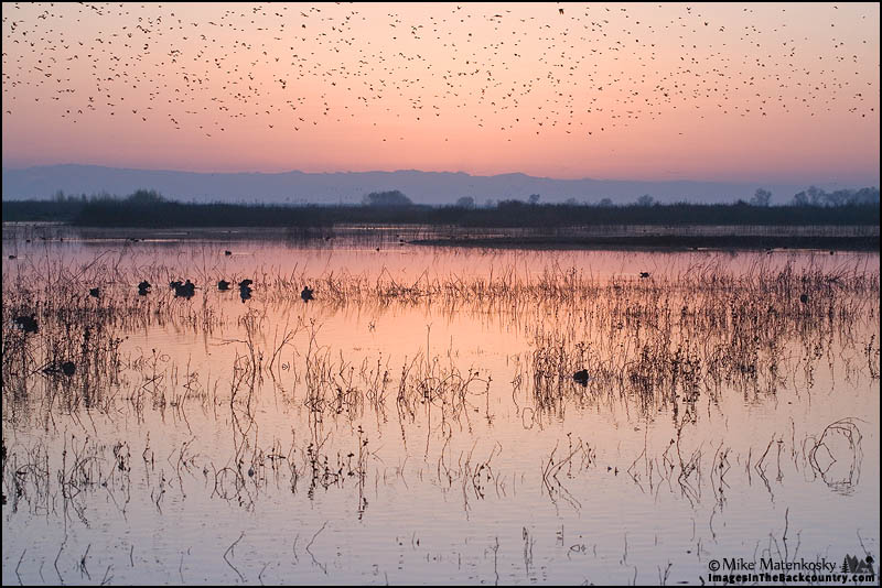 Small Birds at Sunrise