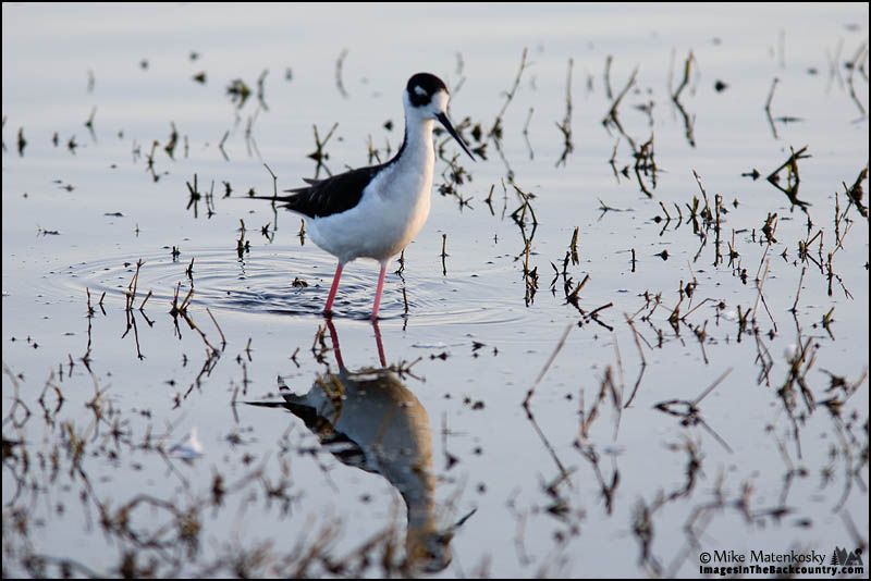 A Black-necked Stilt Wading